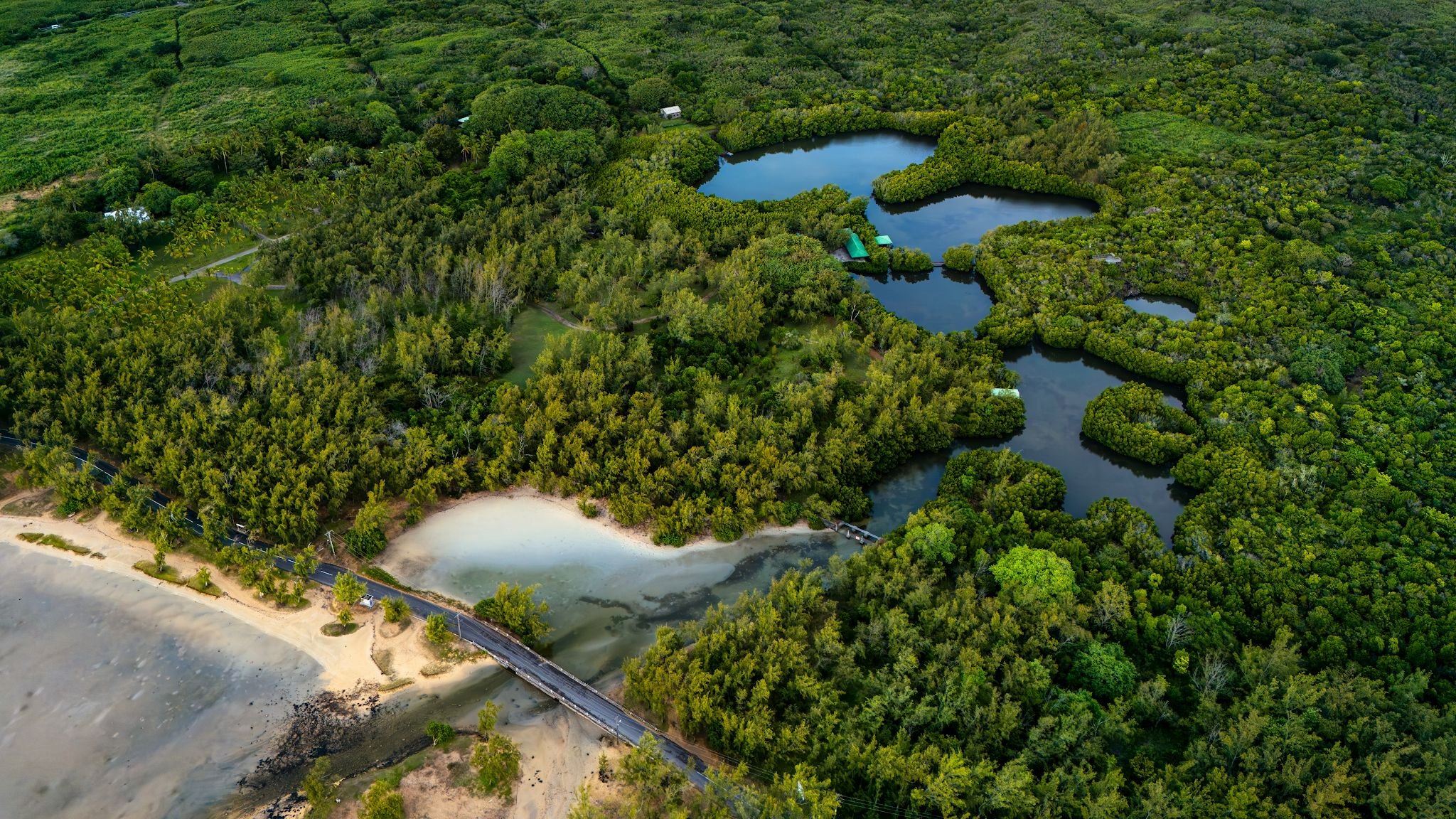 Aerial view of the mangroves and natural ponds of Les Palétuviers Nature Park
